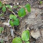 Trillium govanianum