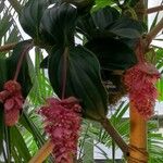 Medinilla magnifica Folla