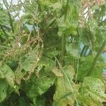 Rumex rugosus Ліст