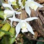 Coelogyne foerstermannii Flor