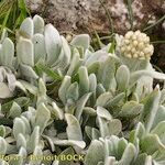 Helichrysum gossypinum Hàbitat