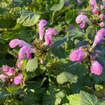 Lamium maculatumBlomst