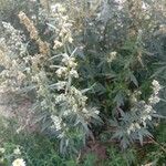 Artemisia vulgarisപുഷ്പം