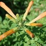 Tecoma capensis Flor