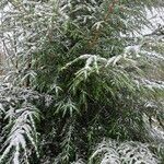 Tsuga canadensis Habitus