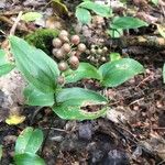 Maianthemum canadenseFruto