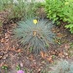 Festuca glauca Blad