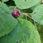 Amelanchier canadensis Fruit