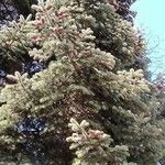 Abies cephalonica Folha