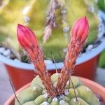 Matucana madisoniorum 花