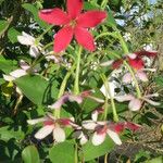 Combretum indicum Outro