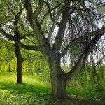 Salix babylonica Vekstform