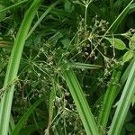 Scirpus sylvaticus Fleur