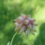 Trifolium resupinatum Плод