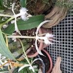 Epidendrum ciliare Çiçek