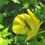 Meconopsis cambrica Цвят