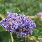 Ceanothus prostratus