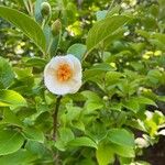 Stewartia monadelpha 花