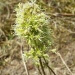 Silene borysthenica Flower