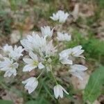 Allium massaessylum Flower