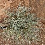 Crotalaria saharae Plante entière