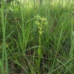 Habenaria gonatosiphon Hábito