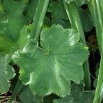 Alchemilla mollis Leaf