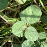 Rhynchosia minima Leaf