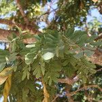 Albizia lebbeck Leaf