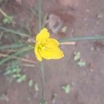 Zephyranthes citrina Fiore