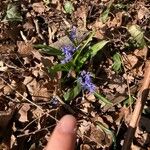 Scilla luciliaeFlower