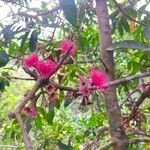 Syzygium malaccense Blomst
