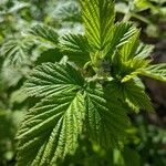 Rubus pruinosus Leaf