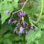 Solanum dulcamara Blüte
