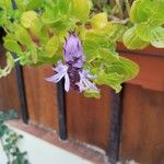 Coleus caninus Flower