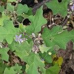 Solanum violaceum برگ