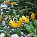 Hatiora salicornioides Flower