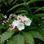 Kalmia latifolia ᱵᱟᱦᱟ