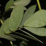 Senna uniflora Blad