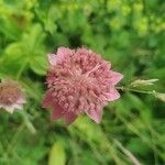 Astrantia maxima Flower