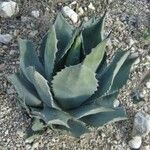 Agave flexispina Feuille