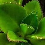 Kalanchoe ceratophylla ᱥᱟᱠᱟᱢ