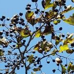 Crataegus douglasii Fruit