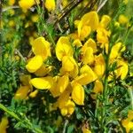 Genista tinctoriaFlower