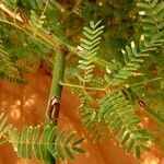 Prosopis juliflora Leaf