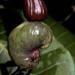 Anacardium occidentale Φρούτο