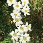 Anemone narcissiflora Kvet