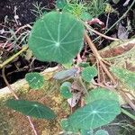 Tropaeolum majusFeuille