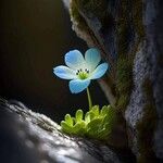 Nemophila menziesii Fleur