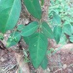 Oxalis barrelieri Blad